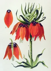 Botanical Board: Imperial Fritillaria (Fritillaria imperialis)