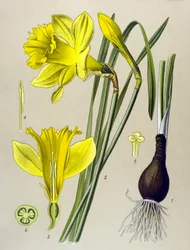 Botanical Board, Toxic Plant: Yellow Narcissus (Narcissus pseudonarcissus)