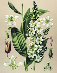 Botanical Board, Venomous (Toxic) and Medicinal Plant: White Veratrum