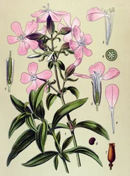 Botanical Board, Toxic and Medicinal Plant: Saponaria Officinalis (Saponaria officinalis)