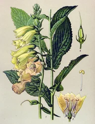 Botanical Board, Plant: Big-flowered Digital (Digitalis grandiflora)