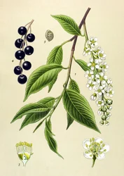 Botanical Board, Plant: Cherry Tree (Prunus padus)