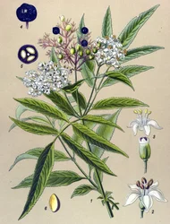 Botanical Board, Plant: Hieble Elderberry (Sambucus Ebulus)