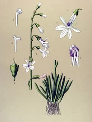 Botanical Board, Plant: Lobelia (Lobelia dortmanna)