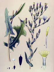 Botanical Board, Plant: Scarole Lettuce or Wild Lettuce (Lactuca scariola, Lactuca serriola)