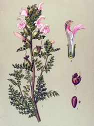 Botanical Board, Plant: Swamp Pedicular (Pedicularis palustris)