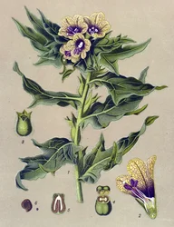 Botanical plate, plant: black henbane (Hyoscyamus niger)