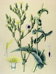 Botanical Board, Plant: Ferous Lettuce or Wild Lettuce (Lactuca virosa)