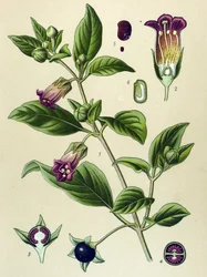 Botanical board, plant of La belladonna (Atropa belladonna)