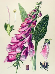 Botanical Board, Plant: Purple Digital