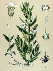 Botanical Board, Plant: Gratiole Officinale (Gratiola officinalis)