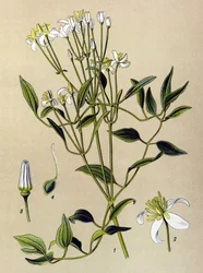 Botanical Board, Poisonous and Medicinal Plant: Erect Clematis (Clematis recta)