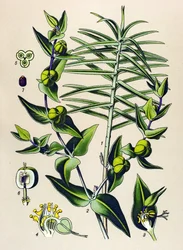 Botanical Board, Poisonous and Medicinal Plant: Euphorbia Epurge (Euphorbia lathyris)