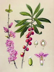 Botanical Board, Poisonous and Medicinal Plant: Pretty Wood (Daphne Mezereum)