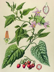Botanical Board, Poisonous and Medicinal Plant: The Sweet Bitter (Solanum dulcamara)