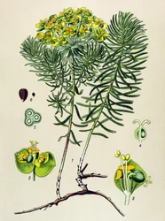 Botanical Board, Toxic and Medicinal Plant: Euphorbia Small Cypress (Euphorbia cyparissias)