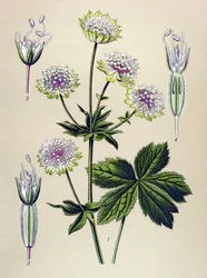 Botanical Board, Toxic and Medicinal Plant: Large Astrance (Astrantia major)