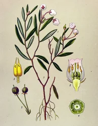 Botanical Board, Toxic Plant: Andromede with Polium Leaves (Andromeda polifolia)