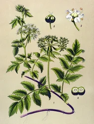 Botanical Board, Toxic Plant: Berle (Berula angustifolia)