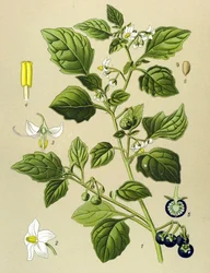 Botanical Board, Toxic Plant: Black Nightshade (Solanum nigrum)