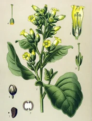 Botanical Board, Toxic Plant: Mapacho White Tobacco (Nicotiana rustica)
