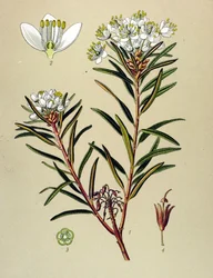 Botanical Board, Toxic Plant: Marsh Ledon (Ledum palustre)