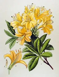 Botanical Board, Toxic Plant: Yellow Azalee (Rhododendron luteum)