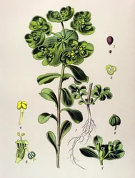Botanical Board, Toxic Plant: Euphorbia Awakening Morning or Small Light (Euphorbia helioscopia)