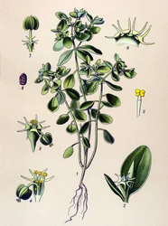 Botanical Board, Poisonous Plant: Euphorbia Esule or Euphorbia Acre