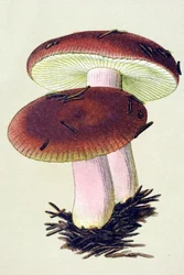 Botanical Board with Toxic Fungus: The Emetic Russule (Russula emetica)
