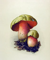Botanical Board: Wolf Bolet (Boletus lupinus)