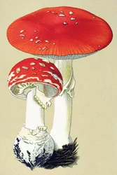Botanical Board with Toxic Fungus: Fly Alanite or False Oronge (Amanita muscaria)