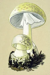 Botanical Board with Toxic Fungus: Phalloid Amanite (Amanita phalloides)