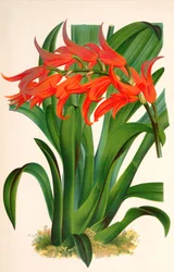 Botanical illustration / Ada Aurantiaca