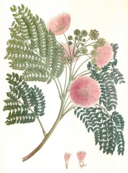 Botanical Illustration: Albizia julibrissin, Silk Tree