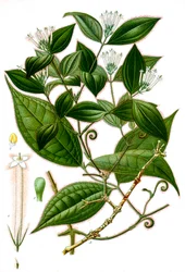 Strychnos toxifera, Curare