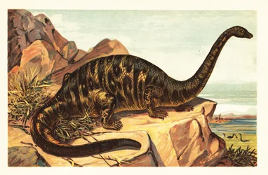 Brontosaurus Excelsus, Extinct Species of Gigantic Quadruped