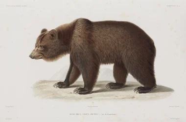 Brown Bear, Kamchatka, Russia