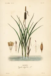 Bulrush or broadleaf cattail