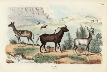 Bushbuck, Tragelaphus scriptus 1, black wildebeest or white-tailed gnu, Connochaetes gnou 2, greater kudu, Tragelaphus strepsiceros 3
