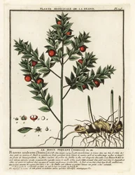 Butcher’s broom