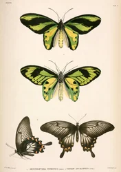 Butterflies, Indonesia