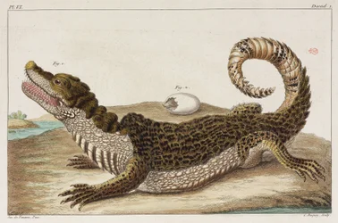 Caiman and Its Young