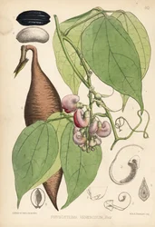 Calabar bean or ordeal bean. Physostigma venenosum