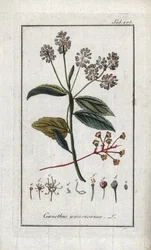 California Lilac (Ceanothus americanus). Lithograph from 