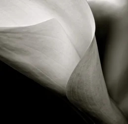 Callalily