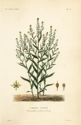 Camelina or false flax