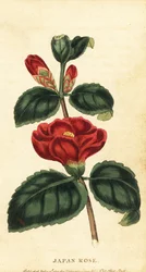 Camellia or Japan Rose, Camellia Japonica (engraving)