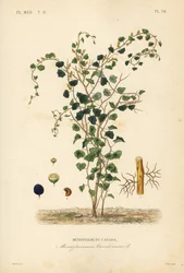 Canadian moonseed or yellow parilla