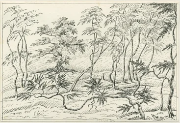 Cannock Chase